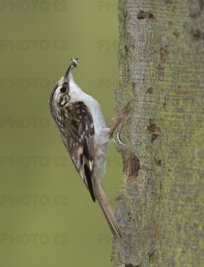 Eurasian Treecreeper (Certhia familiaris)
