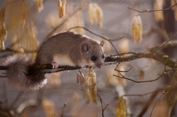 Hazel Edible dormouse (Glis glis), in hazel bush