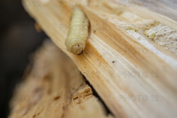 Bark beetle larva in wood