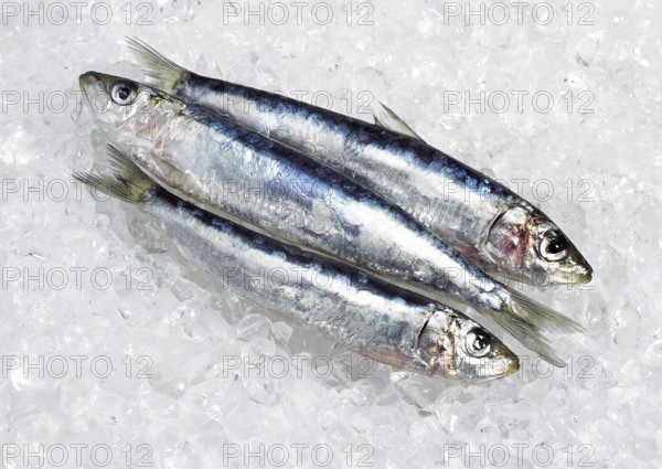 Atlantic sardine, European pilchard, Atlantic sardines, European pilchards (sardina pilchardus), Sardine, Sardines, Other animals, Fish, Animals, Herring species, Fresh Fishes on Ice