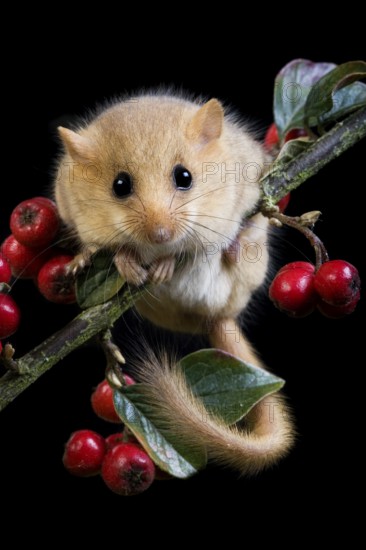 COMMON hazel dormouse (muscardinus avellanarius), ADULTS ON BRANCH WITH BERRIES, NORMANDY IN FRANCE