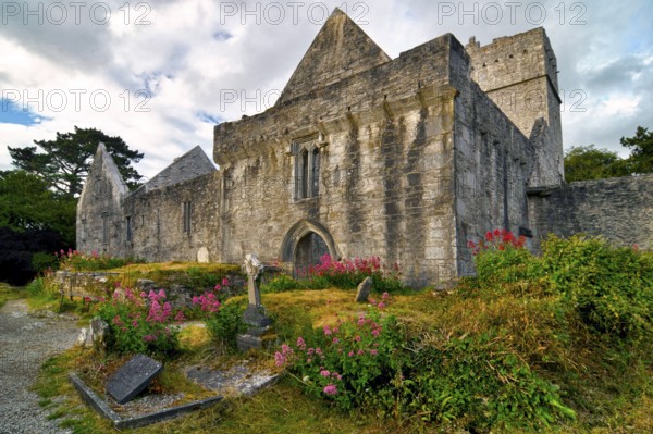 Muckross Abbey, Killarney, County Kerry, Ireland, Europe
