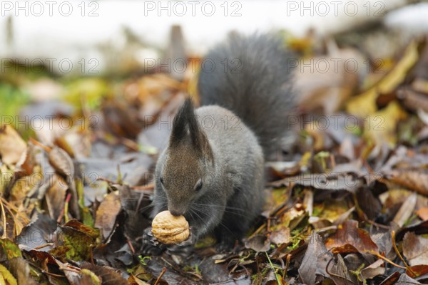Squirrel with nut in hands sitting on pile of autumn coloured leaves from the front