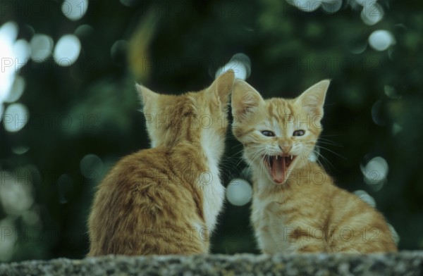 Young domestic kittens, Lesvos, Greece, Europe