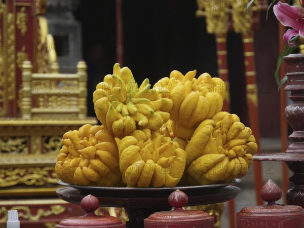 Vietnam, Hoa Lu, Dinh Emperor's Grave, Buddha's Hand sarcodactylis, or the fingered citron (citrus medica), is an unusually shaped citron variety whose fruit is segmented into finger-like sections, resembling a human hand, Asia