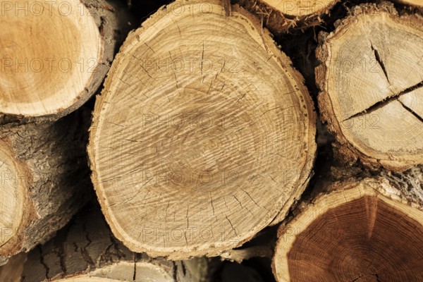 Top view wood logs. Beautiful photo