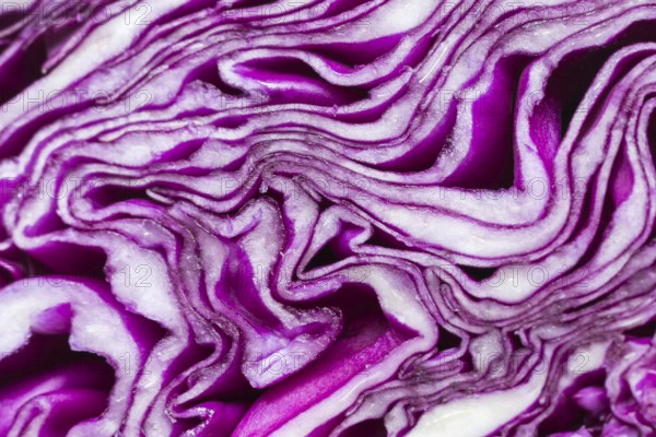 Close up purple cabbage