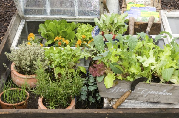 Forcing bed with herbs