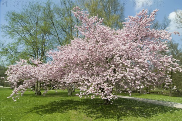 Japanese cherry Accolade (Prunus sargentii x subhirtella)