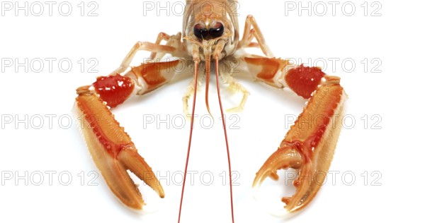 Dublin Bay Prawn or Norway Lobster or Scampi, ephrops norvegicus against White Background