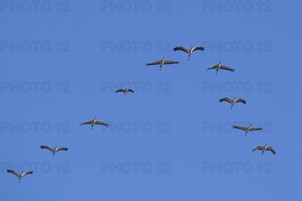 Cranes (Grus grus) flying in formation, typical V-formation, together with a greater white-fronted goose (Anser albifrons) flying in the formation, Bad Wendorf, Wismar, Mecklenburg-Western Pomerania, Germany, Europe