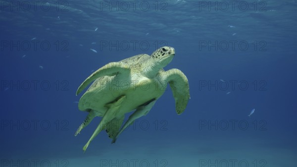 Great Green Sea Turtle (Chelonia mydas) swimming up in the blue ocean, Reda sea, Egypt, Africa