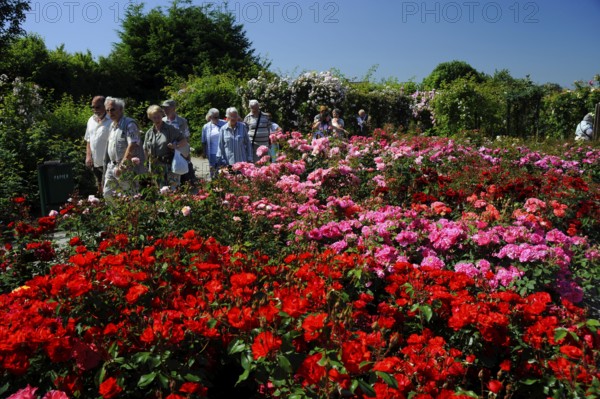 Rose Garden, Coloma Castle, Sint-Pieters-Leeuw, Flemish Brabant, Flanders, Belgium, Europe