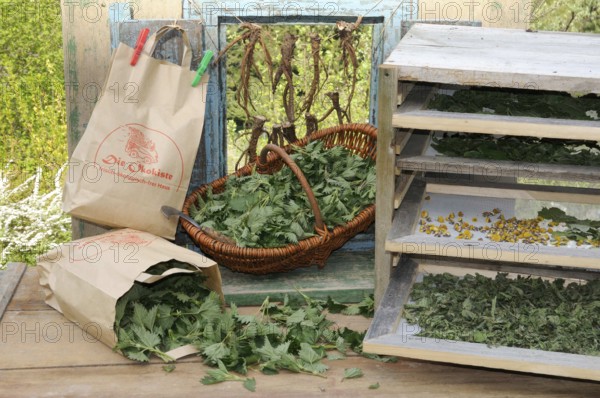 Drying herbs in a paper bag, Stinging nettle (Urtica dioica)