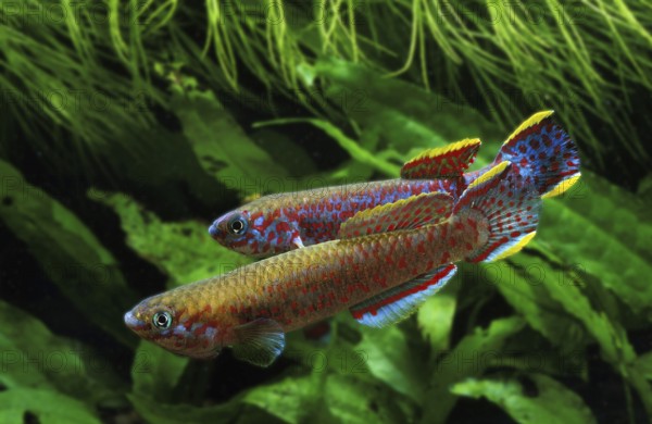 Multicolored carp, Multicolored carp, Other animals, Fishes, Animals, Tooth carp, Lyretail killifish, aphyosemion australe, Adults