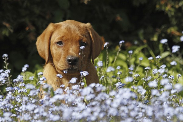 Labrador-Welpe