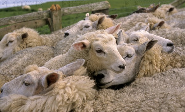 Country sheep, domestic sheep, flock of sheep at the dike, North Sea, North Frisia