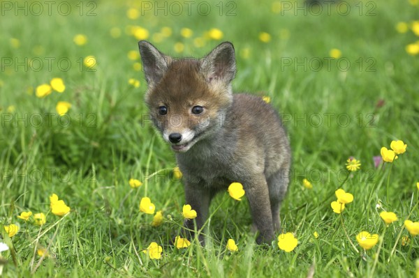 Red Fox (vulpes vulpes), Pup standing in Flowers, Normandy