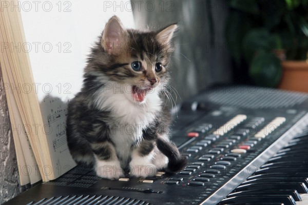 Norwegian Forest Cat, kitten, 5 weeks, on keyboard