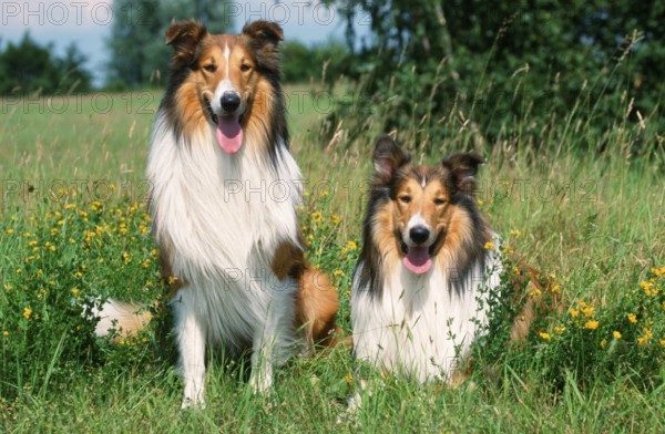Raue Collies