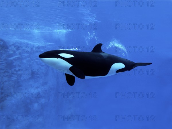 Killer Whale (orcinus orca), Adult, Underwater view