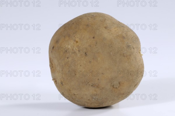 Potato Adretta, potatoes (Solanum tuberosum)