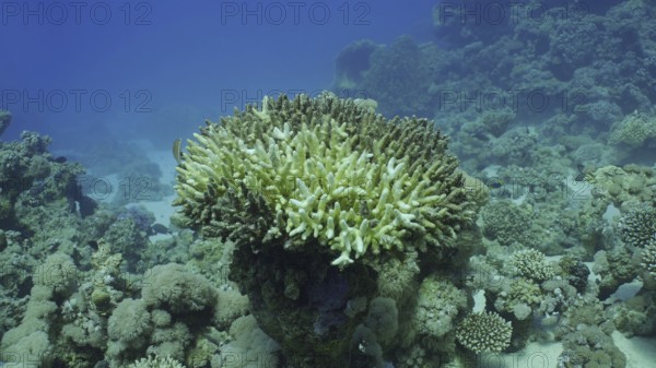 Bleached Hard Table Coral Acropora. Bleaching and death of corals from excessive seawater heating due to climate change and global warming. Decolored corals in Red Sea, Safaga, Egypt, Africa