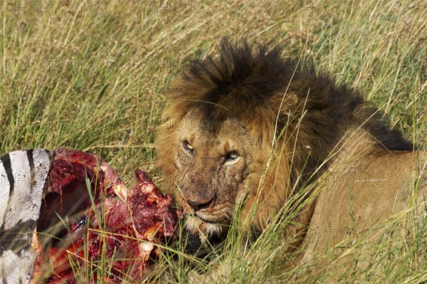 African Lion (panthera leo), Male eating a Zebra Kill, Masai Mara Park in Kenya