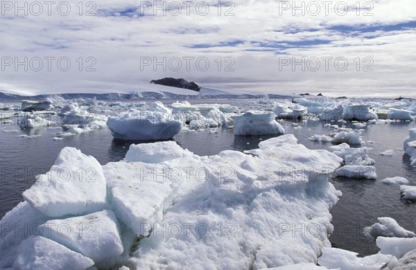 ICEBERGS IN ANTARCTICA