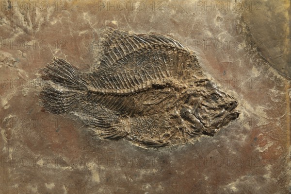 Perch fossil, Mine Messel, Hesse, Germany (Amphiperca multiformis), UNESCO World Heritage natural site