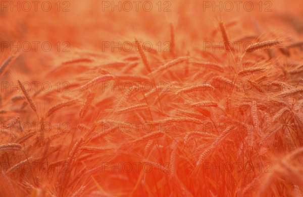 Rye (Secale cereale) field at sunrise, Germany, Roggenfeld bei Sonnenaufgang, Deutschland, [Europa, europe, Pflanzen, plants, Graeser (Gramineae), Getreide, cereals, corn, Nutzpflanze, useful plant, Ausschnitt, Detail, Stimmung, mood, orange, Sommer, summer, Querformat, horizontal], Europe