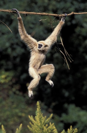 WHITE HANDED (hylobates lar) GIBBON, adult HANGING FROM LIANA