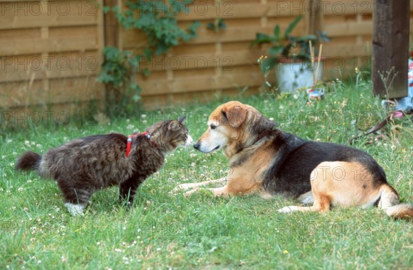 Norwegian Forest Cat and mixed breed dog sniffing each other