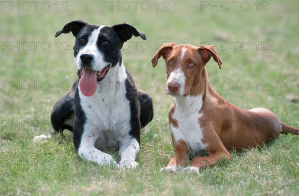 Mixed breed dog and Podenco Canario, 5 months, Canarian Warren Hound