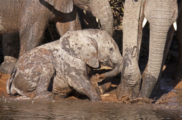 Young African elephant (Loxodonta africana) on the banks of the Chobe, Botswana, Africa
