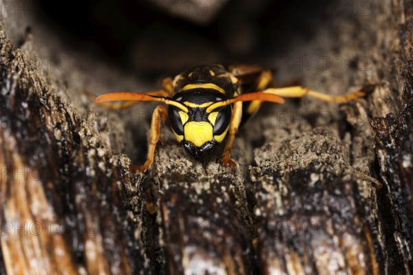 Common Wasp (vespula vulgaris), Adult, Normandy