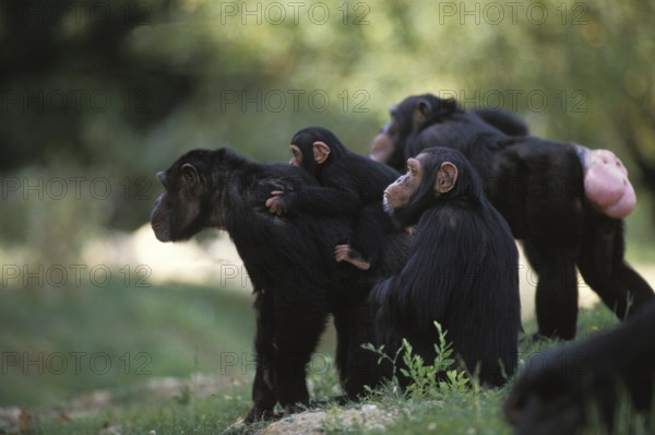 Chimpanzee (pan troglodytes), Group with Adults and Young
