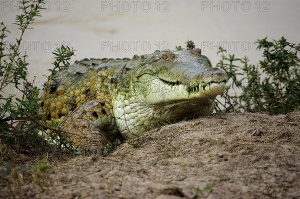 Orinoco Crocodile (crocodylus intermedius), Adult emerging from Water, Los Lianos in Venezuela
