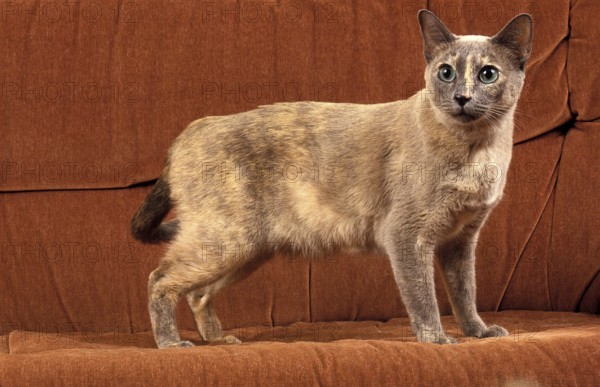 TONKINESE DOMESTIC CAT, ADULT