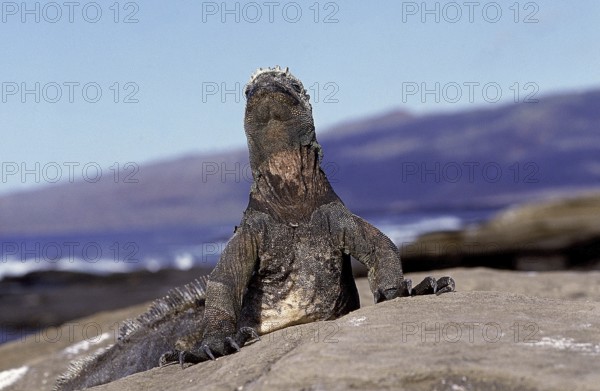 GALAPAGOS SEA IGUANA (amblyrhynchus cristatus), ADULT WARMING HIMSELF IN THE SUN, GALAPAGOS ISLANDS