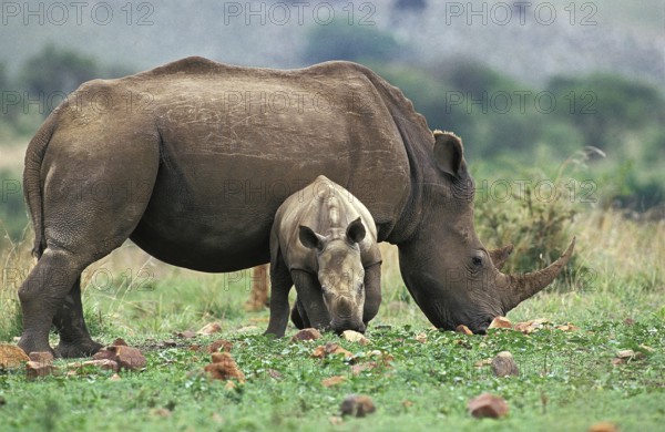 White Rhinoceros (ceratotherium simum), Female with Calf, South Africa, Africa