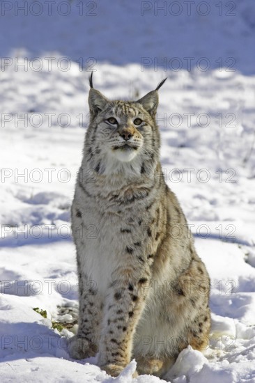 European Lynx or Eurasian Lynx (felis lynx), Adult sitting on Snow