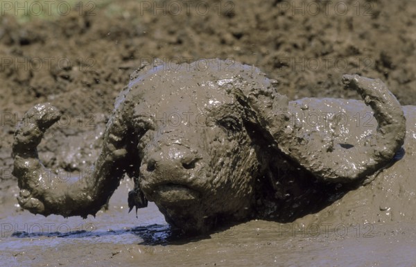 Cape buffalo (syncerus caffer), adult taking a mud bath, Serengeti Park in Tanzania