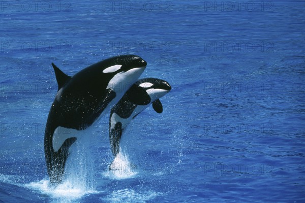 Killer Whale (orcinus orca), Female with Calf Breaching