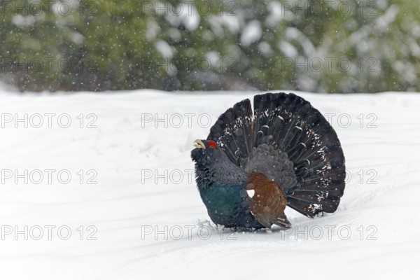 Capercaillie (Tetrao urogallus) in the snow, Tyrol, Austria, Europe