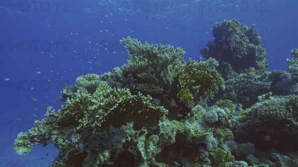 Beautiful tropical coral reef in coral garden in blue deep sea colorful fish swims around reefs, Red sea, Safaga, Egypt, Africa