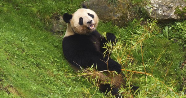 Giant Panda (ailuropoda melanoleuca), Adult eating Bamboo Branch