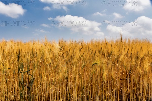 Grain field, Mecklenburg-Western Pomerania, Germany, Europe