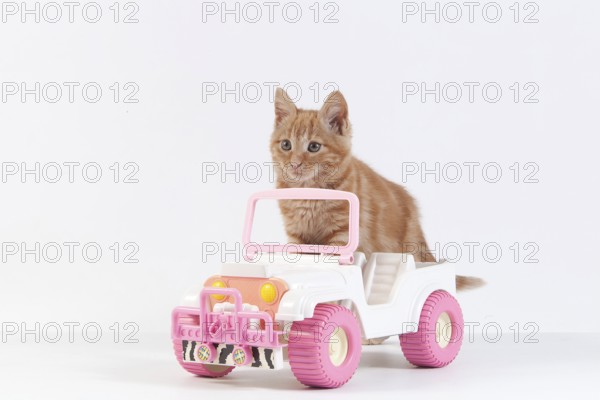 Red Tabby Domestic Cat, Kitten playing with Car Toy against White Background
