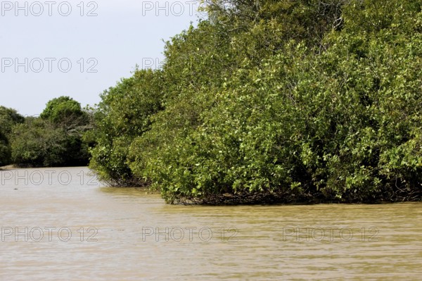 River and Forest in Orinoco Delta, Venezuela, South America